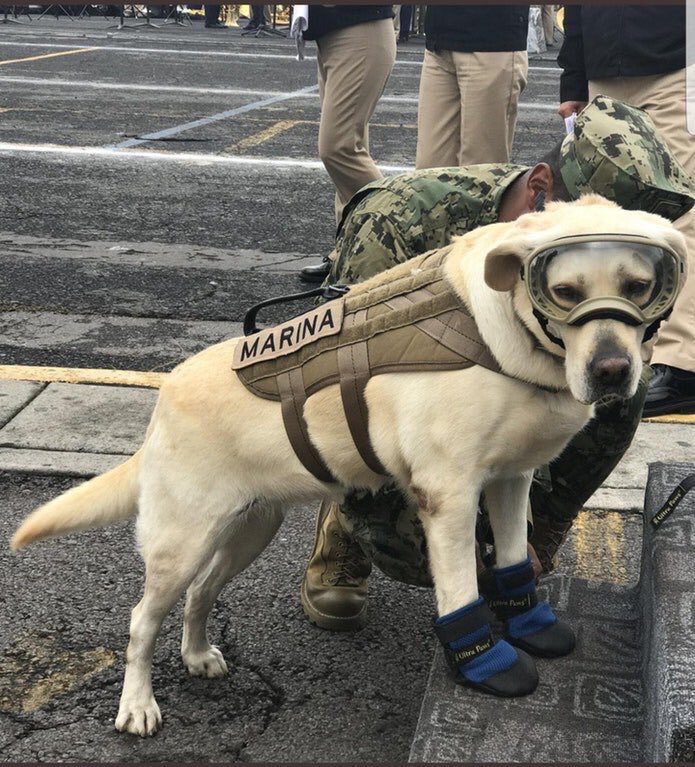 Animals Who Made It Their Top Priority To Make Us Smile In 2017