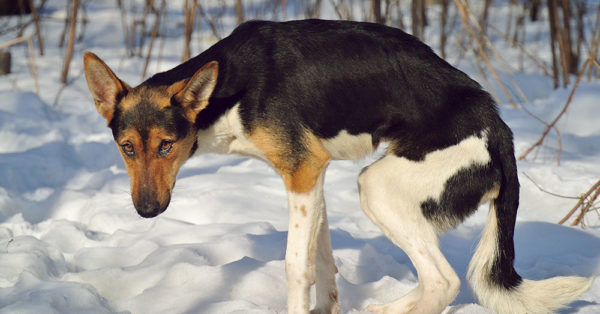 7 Simple Steps That Will Help You Save Stray Animals’ Lives This Winter