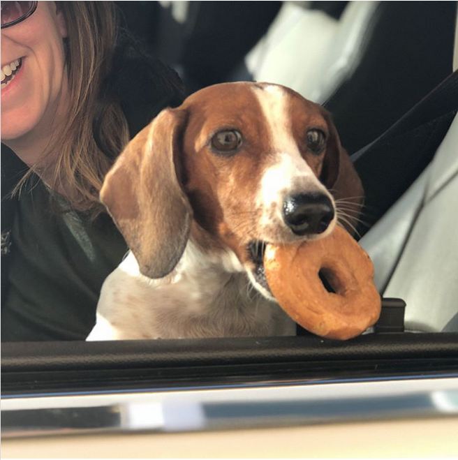 Bagel Shop Worker Captures Adorable Faces of Dogs Passing By Her Drive-Thru Window