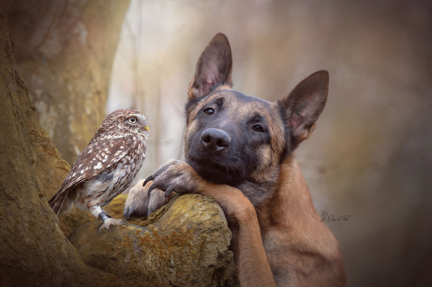 Photos Of Ingo The Dog And His Owl Friends Is The Only Thing You Need To See Today