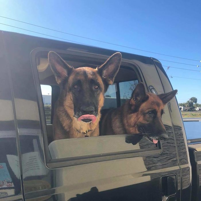 Bagel Shop Employee Photographs Dogs That Come To Her Drive-Thru, And Their Facial Expressions Say It All