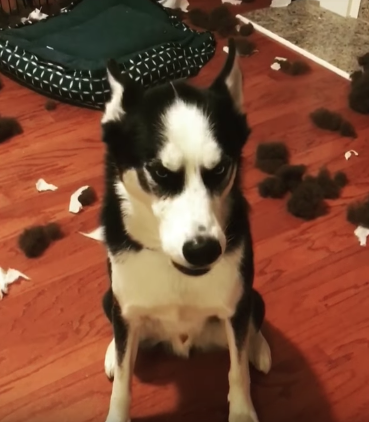 Hilariously Expressive Dog Drowns Out Mom When Confronted About The Mess On The Floor