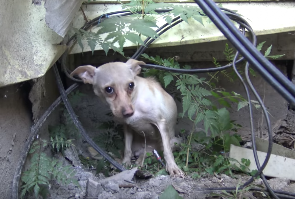 Homeless Chihuahua Was Not Ready For Human Contact, Ends Up Being The Sweetest Dog