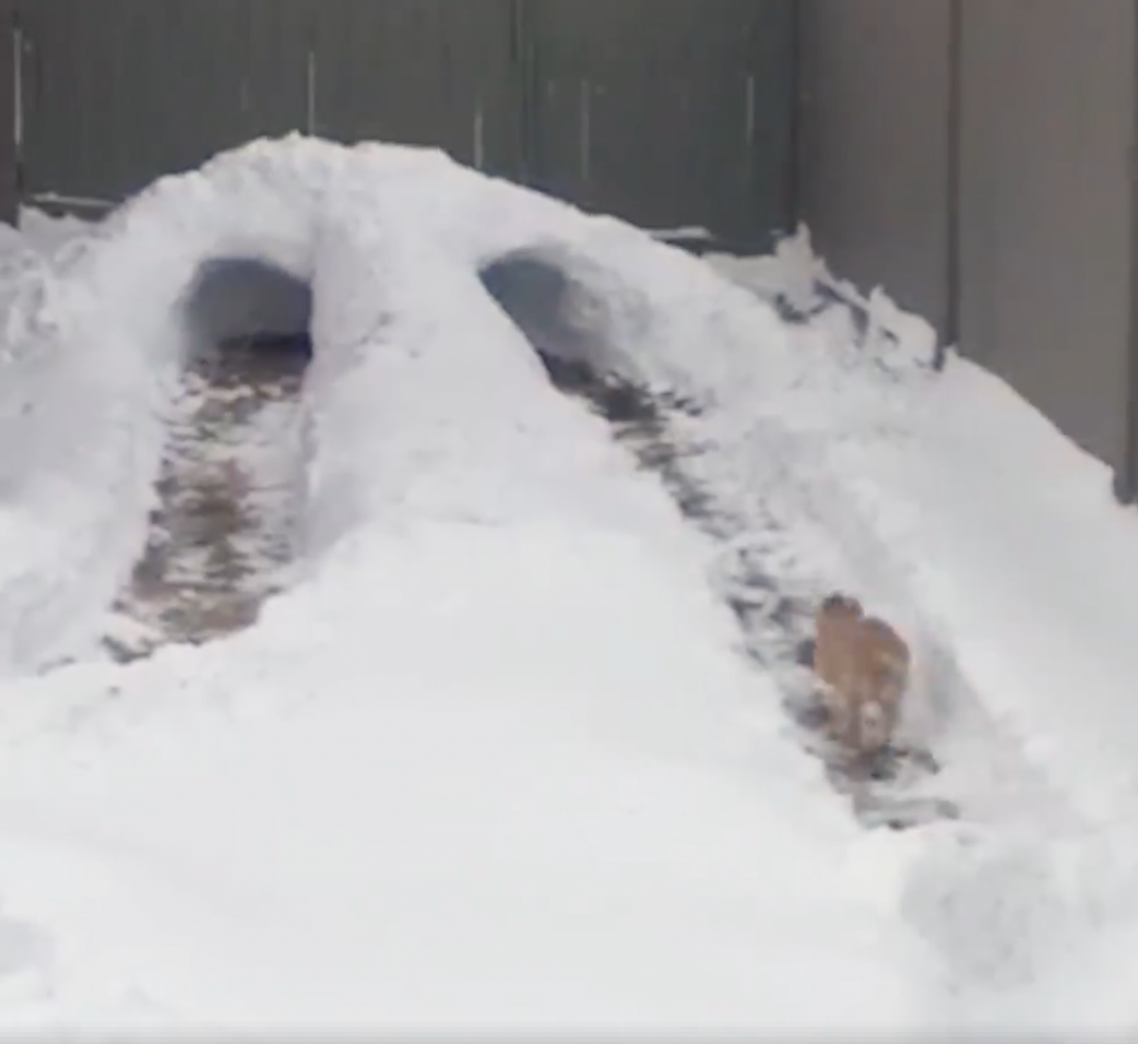 Man Digs Obstacle Course Into The Deep Snow For His Little Dog