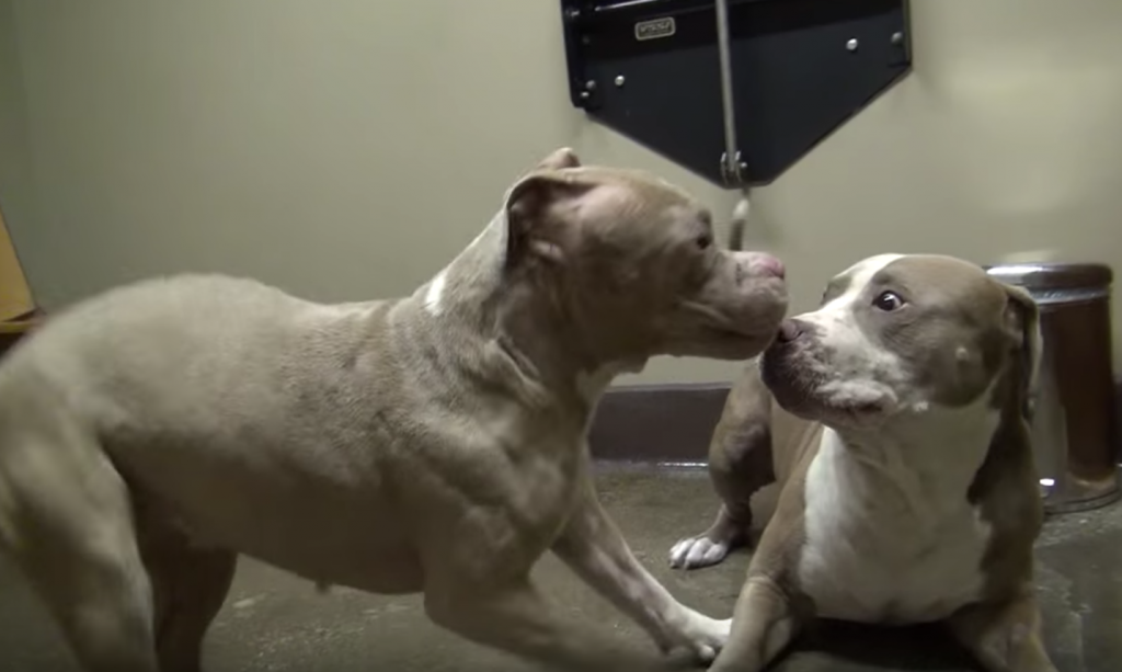 Two Abused Pit Bulls Can’t Stop Dancing After Being Rescued