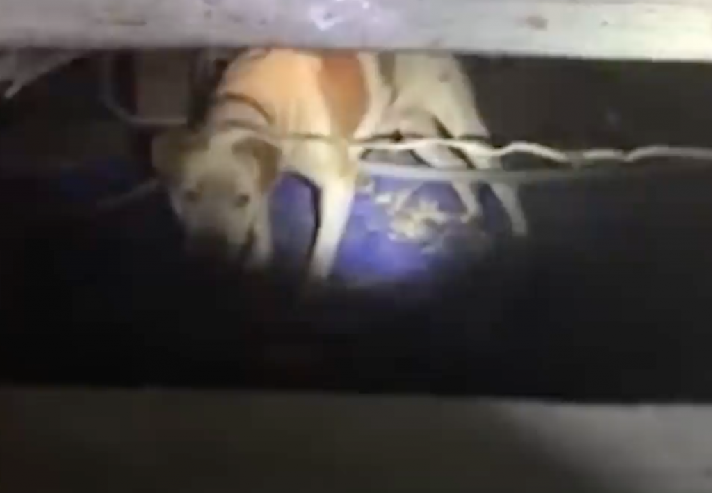 Deaf Dog Trapped Under Building Couldn’t Hear Rescuers Calling For Him