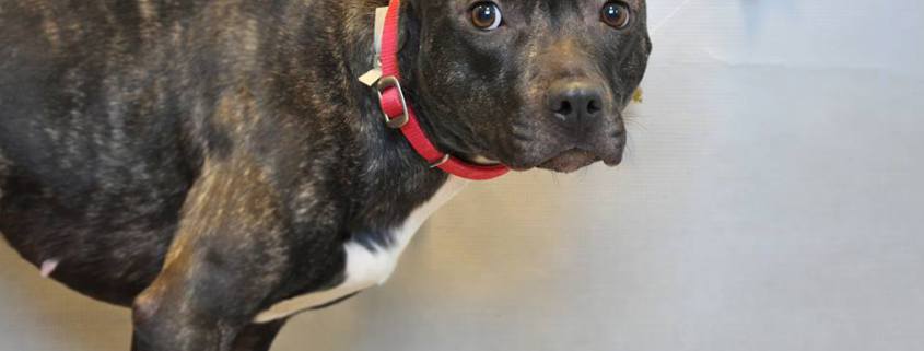 Dog homeless and confused after being abandoned at a New York park