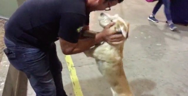 Dog Goes Crazy with Happiness Seeing His Dad Return from Trip