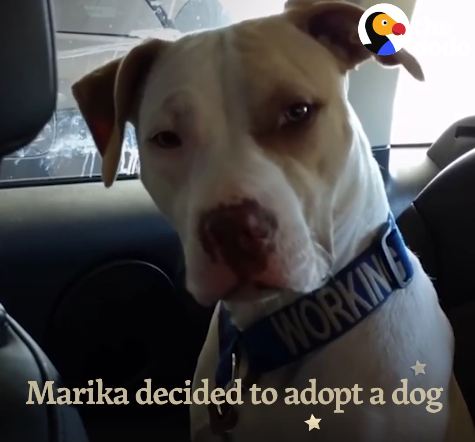 When Marika Was Diagnosed With Stage 3 Cancer, She Decided To Adopt A Dog….