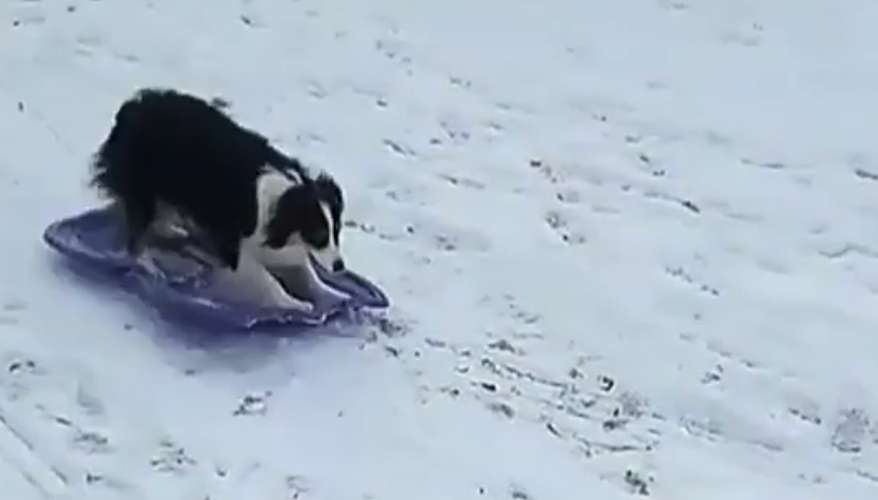 “Dog Sledding?” This Cute Girl Shows Us How It’s Done!