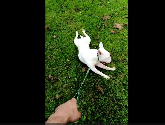 Exhausted bull terrier refuses to walk anymore