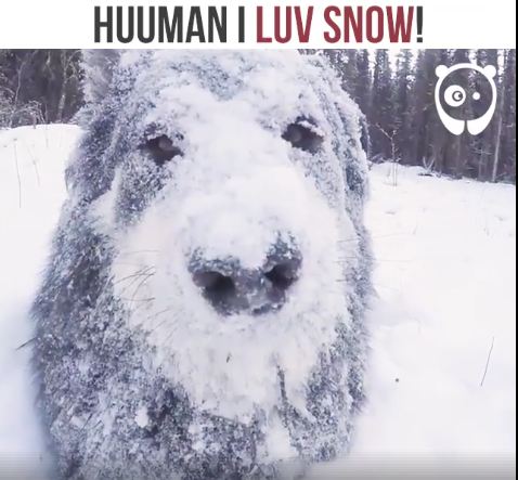 Arctic Weather Scare? Don’t Care! This Boy Is ALL ABOUT THE SNOW.