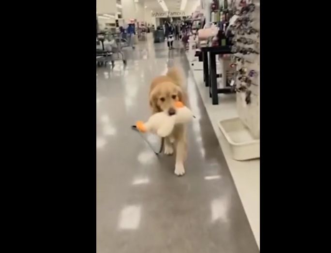 Precious Pooch Won’t Let Go Of A Toy He Found At The Store