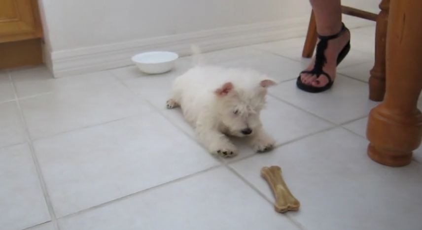 8-week-old puppy suspicious of bone