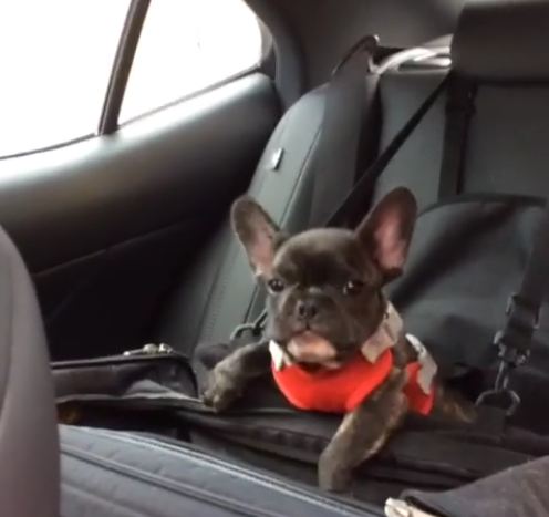 French Bulldog puppy throws cutest tantrum ever