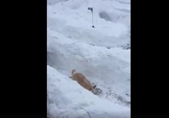 Calgary Man Builds Wintry Obstacle Course For His Dog