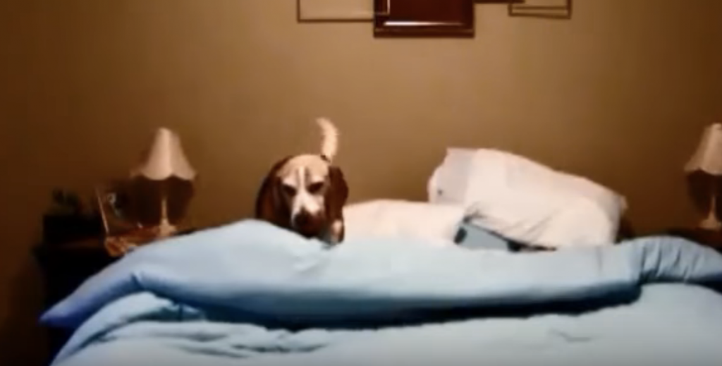 Owner Records Dog’s Sleep Ritual, Laughs Out Loud When He Sees The Footage