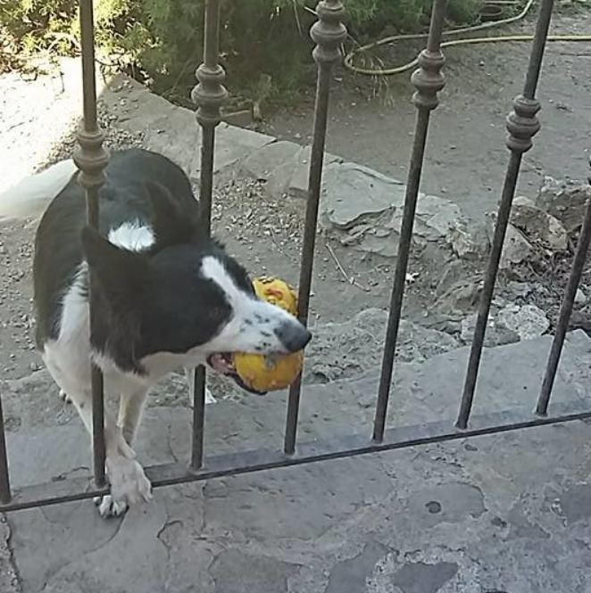 Clever Dog Convinces Passersby To Stop And Play Fetch With Him