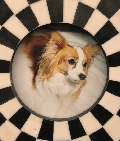 Pop Icon Christina Aguilera Posts Instagram Tribute To Her Beloved Papillon, Stinky