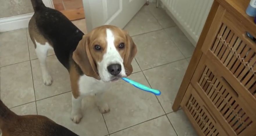 Dog and Puppy assist baby with bathroom routine