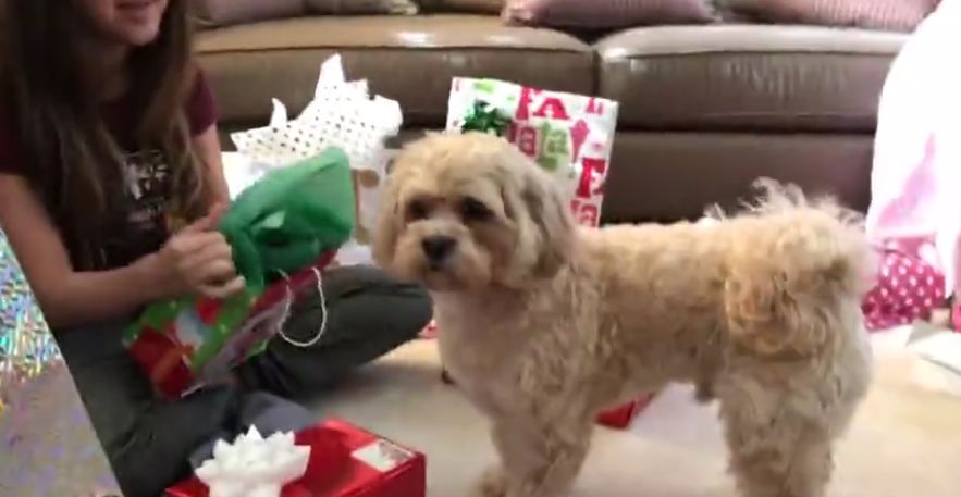 Dog enthusiastically opens and plays with Christmas present