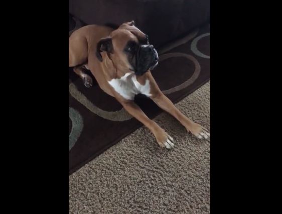 Boxer salutes military by singing along to ‘Taps’ horns
