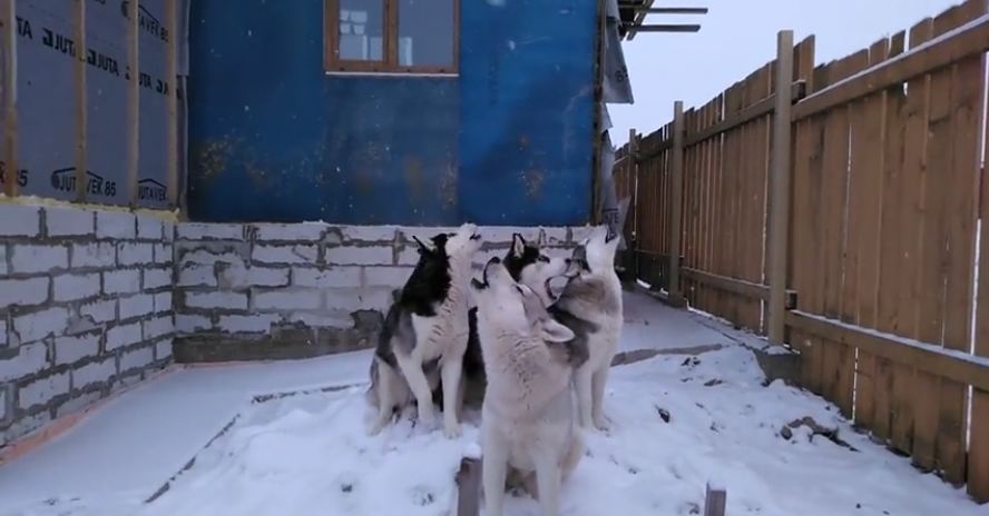 Huskies hold special “morning concert” for the neighbors