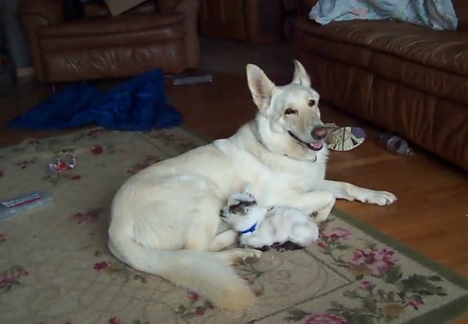 White German Shepherd cuddles baby goat