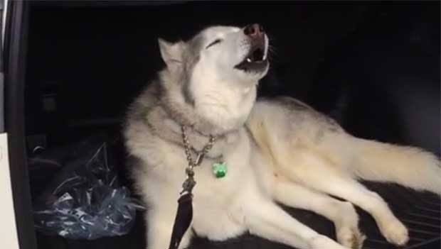 Husky refuses to leave car, throws epic tantrum