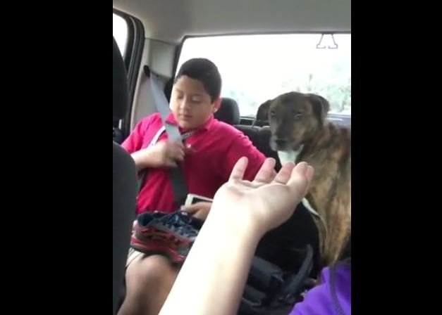 Mom drops son off at school, his dog starts crying