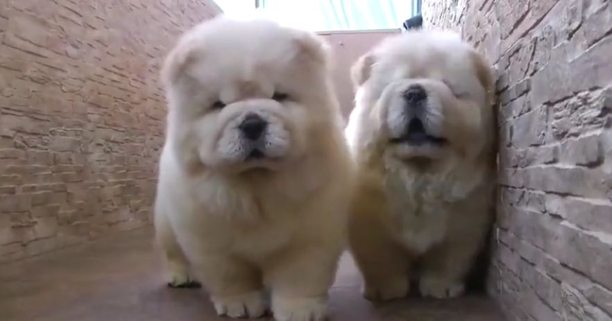 Two chow chow children dog very cute
