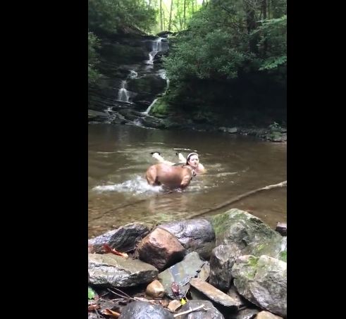 Dog Practices Saving Owner From Drowning And Passes With Flying Colors