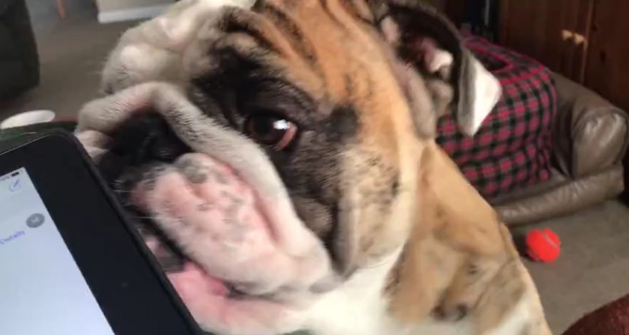 Bulldog makes it difficult to work from home