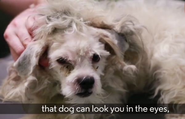 This Man Became A Groomer Just To Help Shelter Dogs!