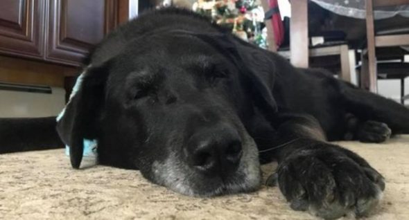 SPECIAL PUPDATE! One Year Later, The Dog Who Spent His First 15 Years At The End of a Chain Has A Bed In Every Room