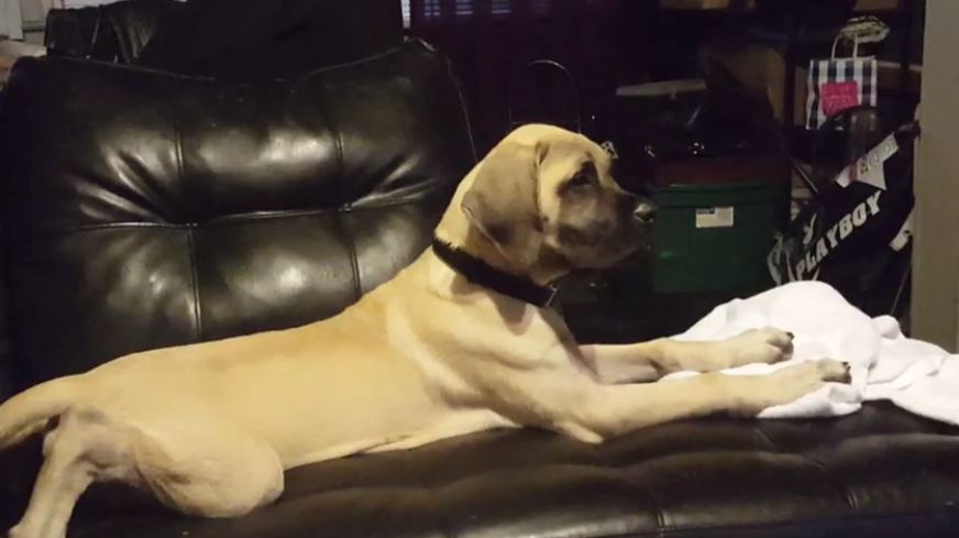 Dog Has A Howling Good Time Watching His Favorite Movie