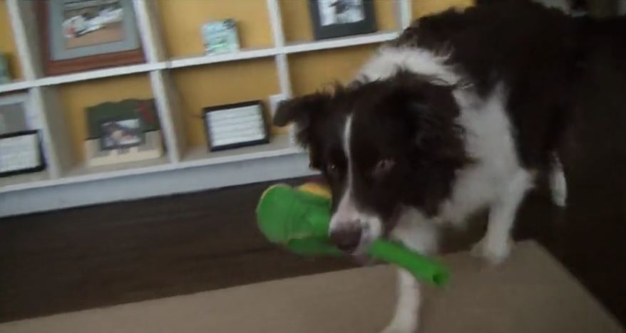 Affectionate dog shows owner how much he loves her