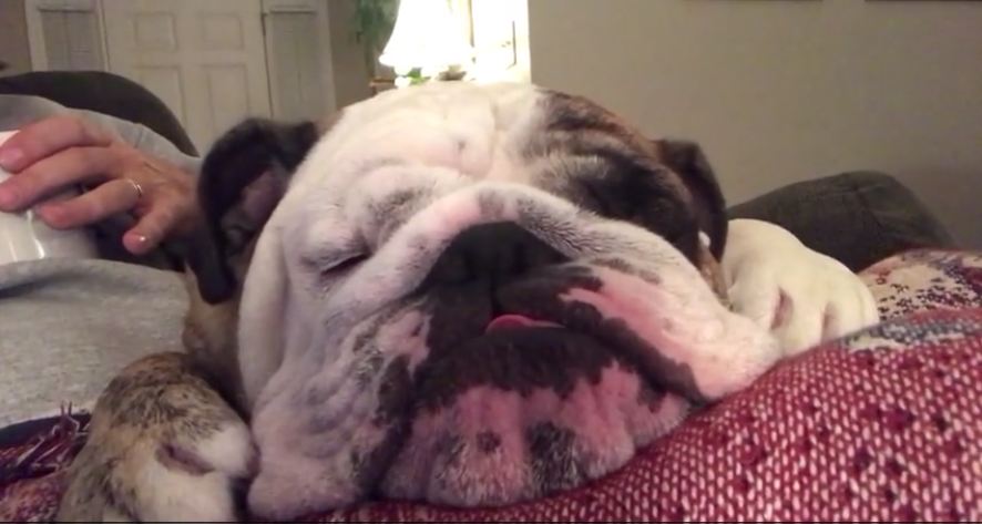Handsome bulldog looks cute while dreaming