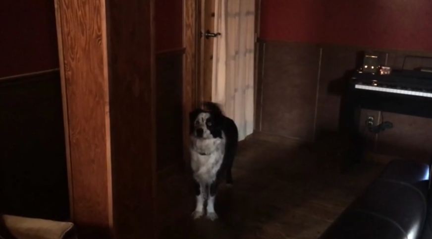 Defiant dog has argument with owner over barking in the house