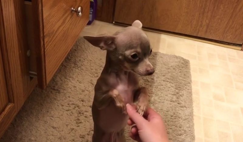 Polite chihuahua sits upright for belly rubs
