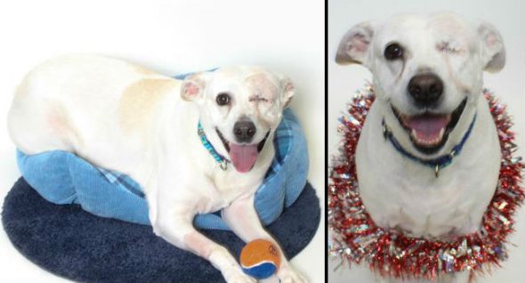LWD Adoptable Dog of the Day: Adorable Isabella Wants To Wink At You Forever!