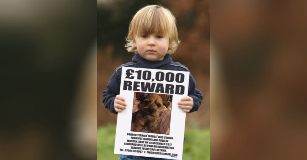 Young Boy’s Stolen Puppy Found After Simon Cowell Aids Search With Huge Reward Offer
