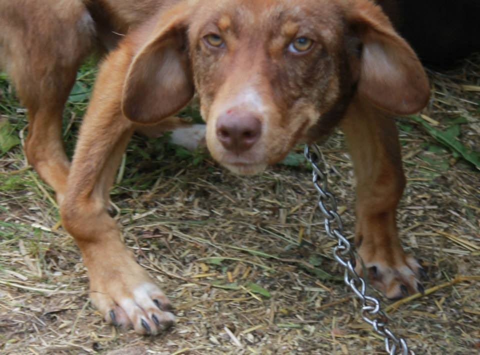 Someone Chained Their Dog Up For 10 Days Because They Said He’s ‘Diseased’