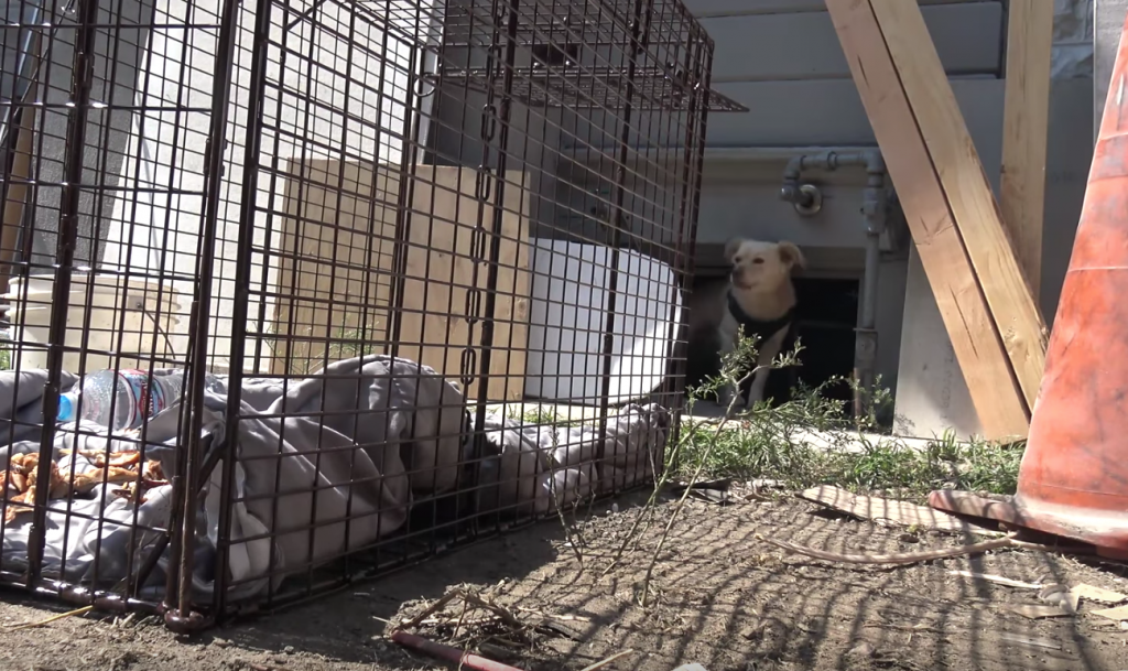 Dog Left Behind When Owners Moved Away Quickly Learns Not All Humans Are Awful