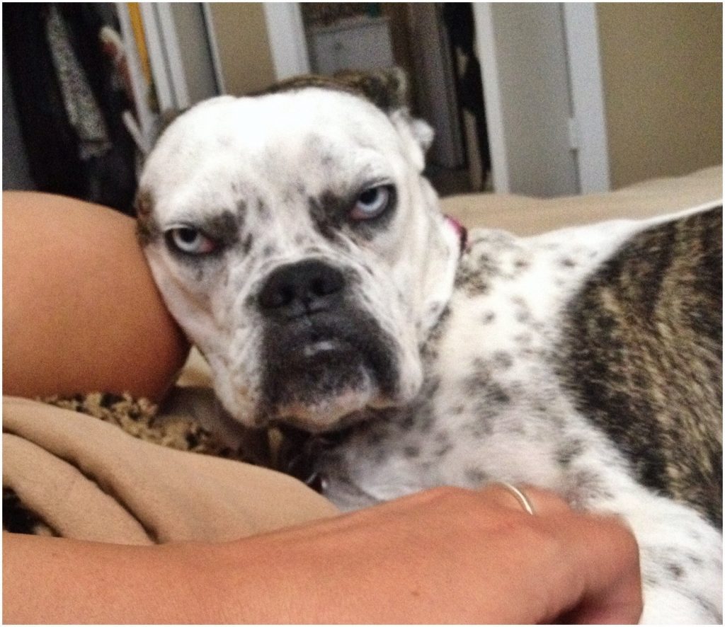 Dogs Who Put Grumpy Cat To Shame With Their Hilarious Grumpiness