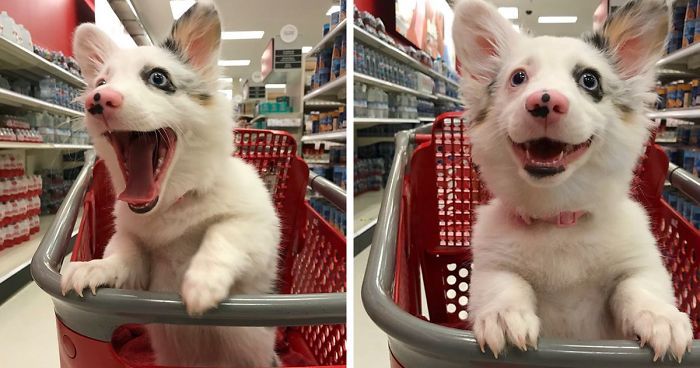 Dog Goes To Target, Has The Best Time Of Her Life