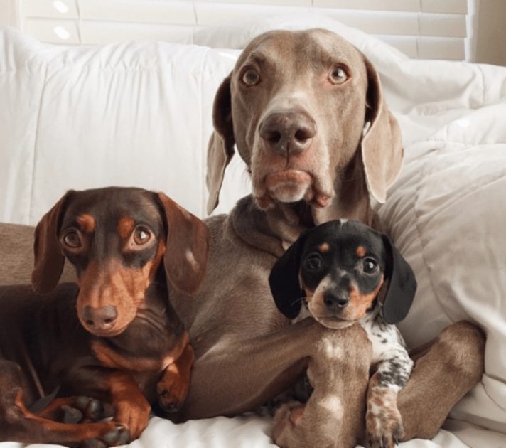 Little Sister Is Introduced To The Inseparable Dogs, And The Dynamic Is Forever Changed