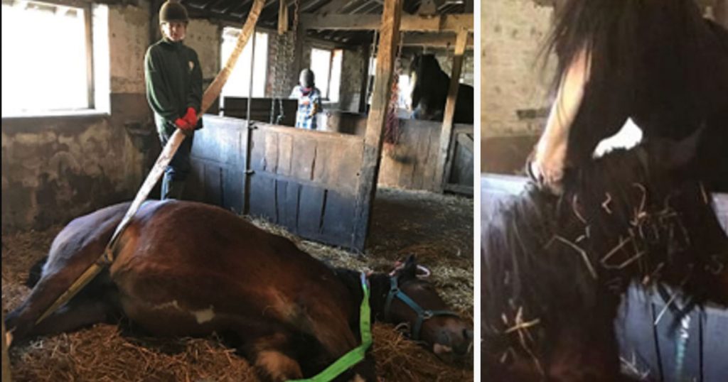 Dying Horse Can’t Get Up – Just Before Getting Euthanized, Stable Mate Inspires Her To Stand