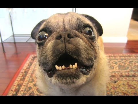 Weird Barks, No Bite! Hilarious Compilation of Funny Barkers