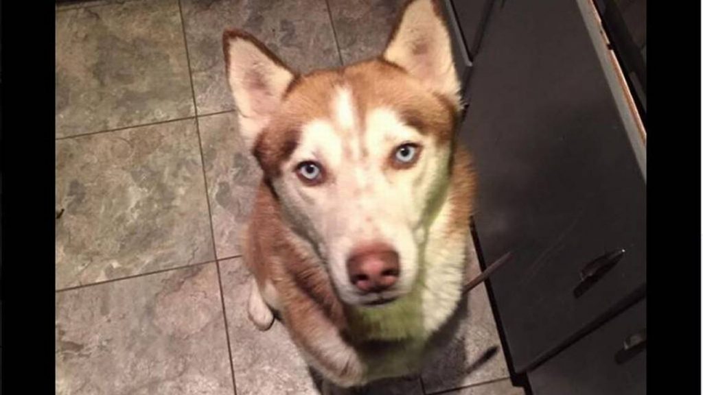 New Mexico Husky Missing A Year Found in Kansas City!